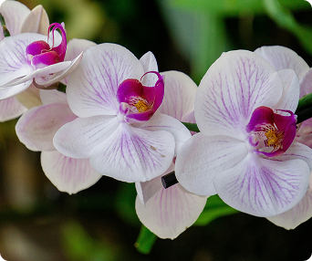 flower1